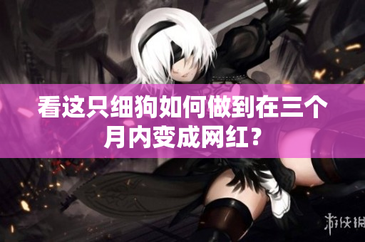 看这只细狗如何做到在三个月内变成网红？