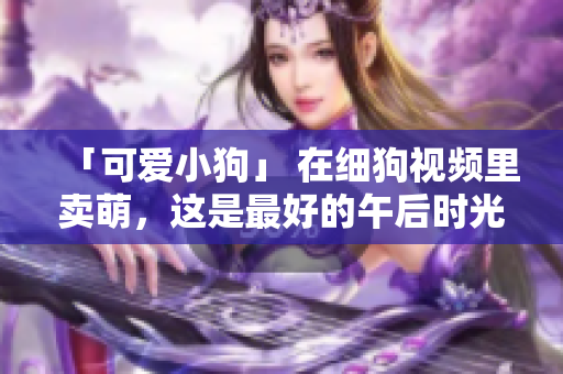 「可爱小狗」 在细狗视频里卖萌，这是最好的午后时光